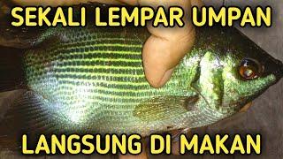 Umpan ikan tembakang - SUDAH DI TEMUKAN