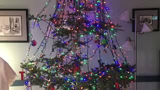 Keeping it Simple - Cutting a 25 year old Unsheared Balsam Fir for a Christmas Tree