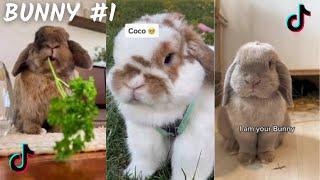 The Cutest Bunny  TikTok Compilation 2023  4K