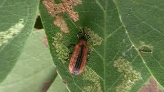 Locust leafminer feeding damage