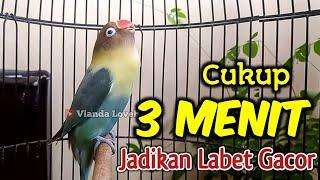 Lovebird Fighter NGEKEK PANJANG AMPUH JADIKAN Lovebirdmu Terpancing EMOSI Nyaut BUNYI