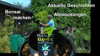 Bonsai Zucht. Wie Jetzt Abmoosung und die Hindernisse auch mit Erfolg