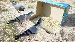 The First Simple Unique Bird Trap Using Box With Deep Hole  Fantastic Unique Bird Trap Work 100%