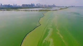 Algae bloom turns eastern Chinese lake surreal green