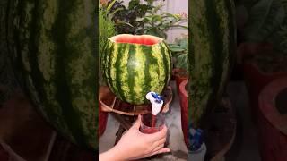 Refreshing Watermelon drink #Watermelon #refreshingdrink #summerrecipes #drinks #food #youtubeshorts
