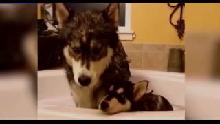 We HATE bath time Adorable huskies whine in the bath tub