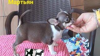 Мартьян Купидонович   ПРОДАЖА чихуахуа купить щенка #chihuahua +79787458062 WhatsApp telegram