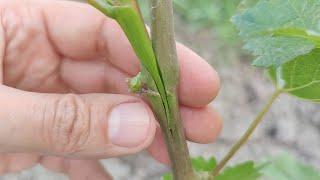 прививка виноградной лозы в начале лета зеленое в зеленое  grafting of the vine