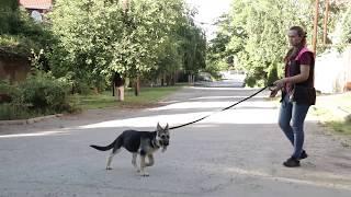 Дрессировка собак. Первая прогулка щенка. Как гулять чтобы не тянул?