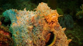 This underwater garden is FILLED with OCTOPUSES