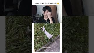 ini kucing harus masuk geng oyen titik #shorts #reaction #lucu #ngakak #twitter #kucing