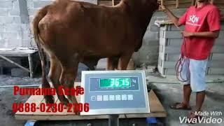 Timbangan sapi portable kapasitas 2 ton