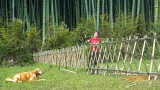Build bamboo fence around the farm - Avoid the destruction of animals - New Life  Đào Daily Farm