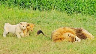 Naughty Lion Cubs Bother Dad Trying to Sleep