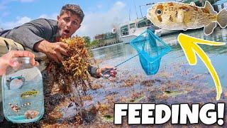 FEEDING My PUFFER FISH Live INVERTEBRATES *Intense*