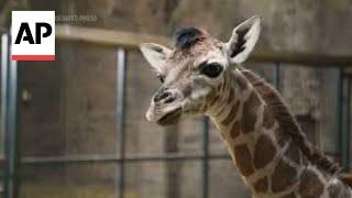 Moment rare baby giraffe is born at UKs Chester Zoo