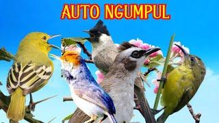 Mp3 Pikat Burung Kecil Paling Ampuh