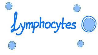 Lymphocytes  Your Specialized Immunity  White Blood Cells