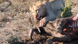 Lion vs Buffalo Tug of War