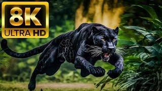 HUNTER ANIMALS - 8K 60FPS ULTRA HD - With Nature Sounds Colorfully Dynamic