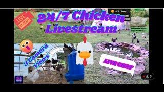247 NO ADS Baby Chicks & Chicken Live Stream & Chat Koi Pond Dog & Cat TVJUNE