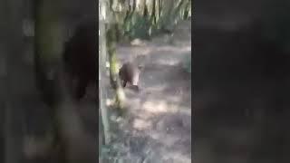 Small wild boar attack