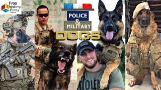 10 ASTIG na Aso ng Pulis at Militar Top 10 Stongest Military Dog Breed