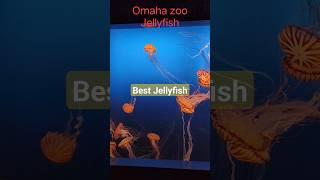Best Jellyfish  Omaha Zoo Jellyfish  Ubur Ubur  Virtual Tour  @mozadella.studio