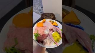 #rawfeeding #rawfeddog #rawfed #rawdogfood #barfdiet #barf #caninenutrition #dogasmr #dogmukbang