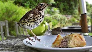 Song Thrush Bird Nibbles My Sausage Roll