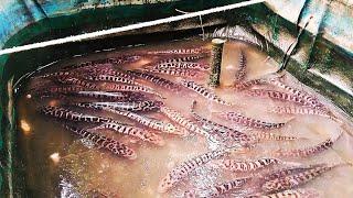 Borong Ikan Toman untuk kolam bio vloq