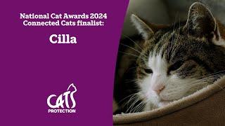 Cilla  The cat who lives at a school  National Cat Awards 2024