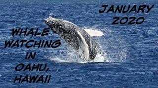 Whale Watching in Oahu The Waikiki Coast.  Majestic Atlantis Cruises