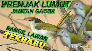 suara Prenjak lumut gacor panggil lawan suara pikat prenjak bawah terbaru