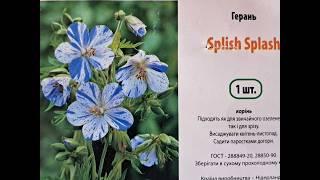 #Герань лугова #герань крупнокоренева та #герань Спліш Сплеш Splish Splash в моєму саду.#журавець