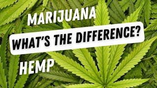 Whats the difference between Hemp and Marijuana?  Are they both Cannabis?