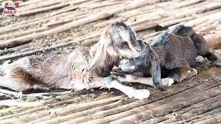 Goat Giving Birth In My Farm - It Looks So Sad Mummy Goat Crying Loudly