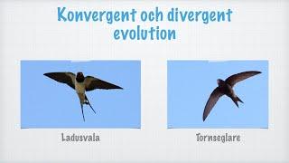 Konvergent och divergent evolution