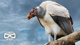 Why our Ecosystem Depends on Vultures I Climate Heroes