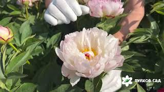 Petite Elegance peony. Петит Элеганс пион. Пулков сад