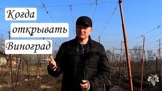 Когда нужно открывать виноград