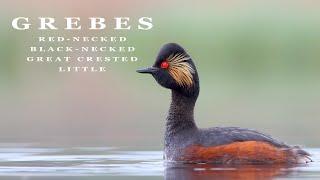 Bird sounds. Grebes singing and displaying in spring