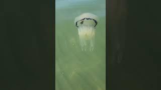 Big Jellyfish digesting a crab - Milano Marittima Italy