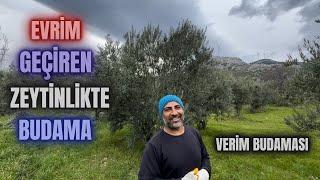 Zeytin Ağacına Verim Ürün Budaması Nasıl Yapılır? #erenvural #budama #zeytinbudama