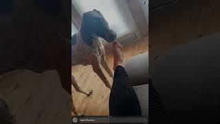 dog licks feet teaser 3