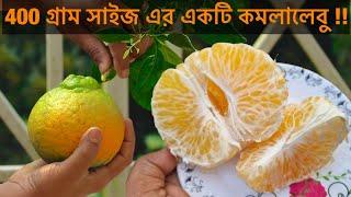 400 গ্রাম সাইজ এর একটি ডেকোপন কমলালেবু l sweet seedless dekopon sumo orange