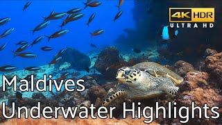 Maldives Underwater Highlights - 4k HDR