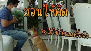 สอนสุนัขให้คิดและทำตาม การกัดและซนจะน้อยลง