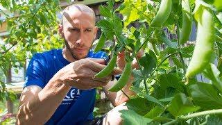 This SIMPLE Garden Trick Will GUARANTEE You More Peas