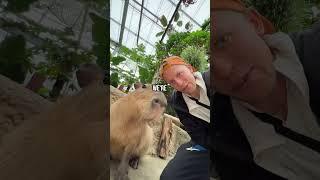 Visiting the MOST POPULAR ANIMAL in the WORLD Capybaras #shorts